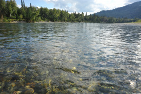 камешки в воде