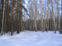 ������� (2005.02.03)