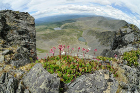 цветочки